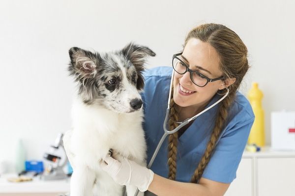 veterinarna-klinika-sofiaAE3AF71B-64CB-5512-86FF-0D6096D8C832.jpg